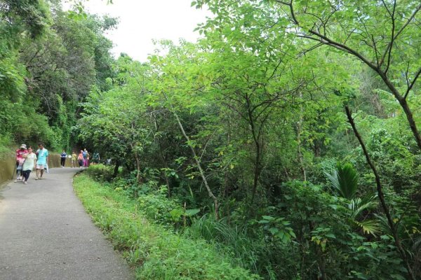 〔台中〕軍功寮山，大坑9號 10號步道。沿路都是攤販 市集的9號登山步道2278066