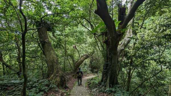 112.04.29走遍陽明山尋寶任務之坪頂古圳步道2137383