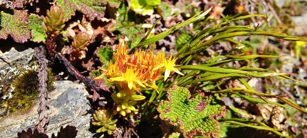 2025/09/05_石門山+合歡尖山2880836