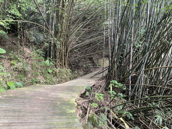 [皮皮獅Hike客任務-10/10] 2024_0831 十二寮古道2586601