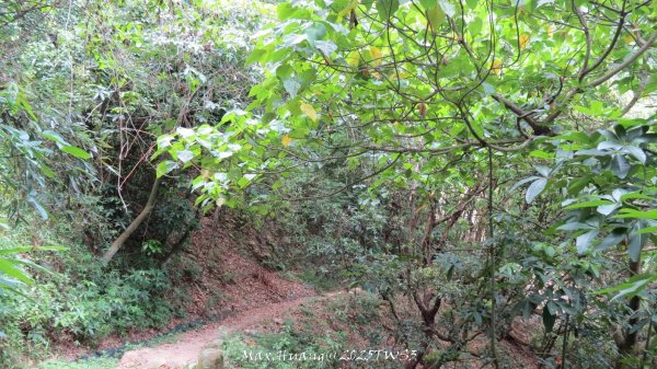 《南投》峰峰相連｜草屯九九峰森林步道O型202509062879313