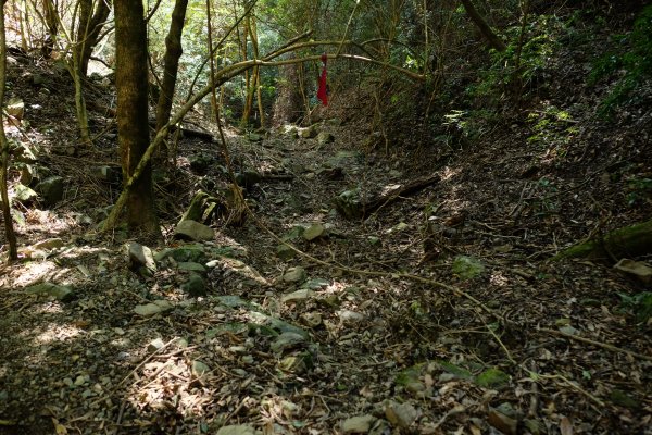 苗栗泰安 | 雪見‧初探北坑溪古道2700067