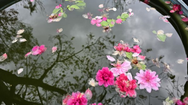 2025貓空杏花林杏花大爆發，粉紅、深紅及白色杏花爭奇鬥艷，從公車站步行20分鐘即抵達2720181