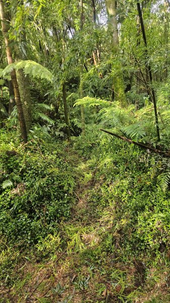20251030頂湖-竹子湖西南峰-冷水坑(騎車爬山)2926797