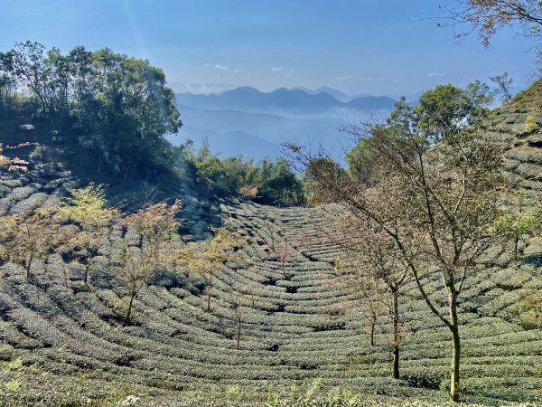 阿拔泉山稜線步道順走大巃頂獨立山O形    2022/3/51631006