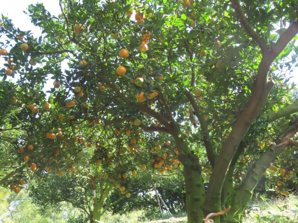 豐原三崁頂健康步道3上2下O形2696152