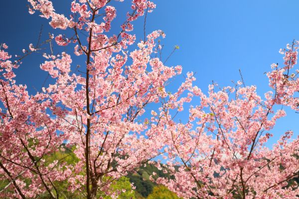 拉拉山的櫻花286565