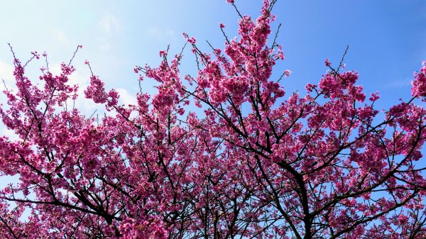 《蝶戀花·天元宮櫻吹雪》2707092