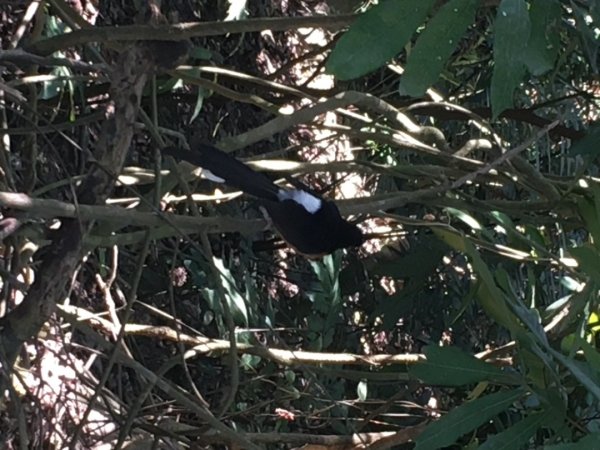 中興林場後山（鑰匙🔑認領2700427