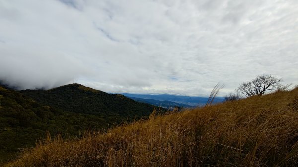 20260125 陽明山前後山健行(無極天元宮~山仔頂步道.向天池.向天山.面天山.二子坪)2998013