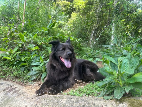 苗栗縣獅潭鄉鳴凰古道O型縱走2803644