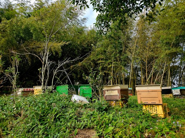 挑筍古道(大尖山、後棟仔山步道)--(雲林)臺灣百大必訪步道2955743
