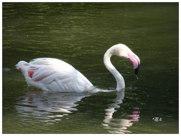 台北市動物園之旅1498034