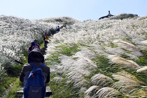 陽明山縱走東段（大崎頭至苗圃）515151