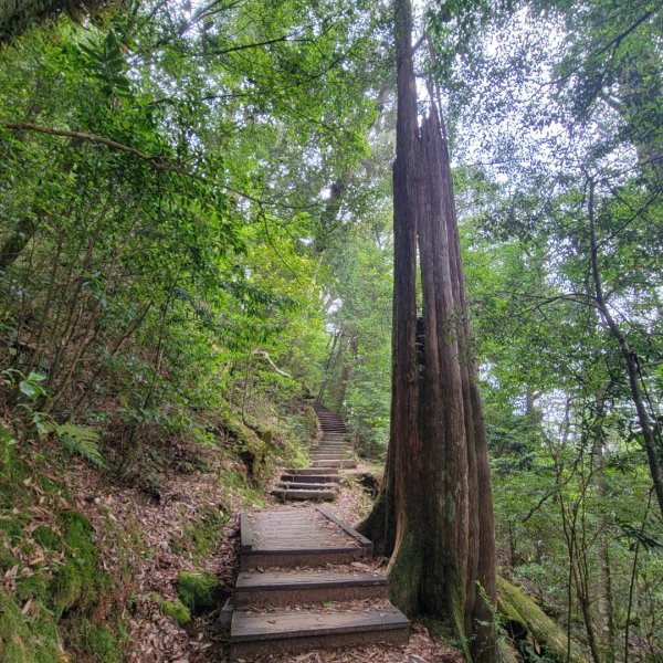 大雪山森林遊樂區森林浴步道2543605