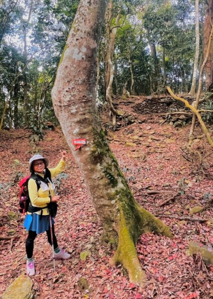 六龜警備道茂林段：網子山-網子山東北峰-鳴海下山-鳴海山(小百岳#71)2981492