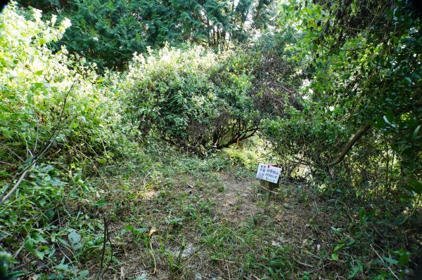 苗栗 卓蘭 白布帆山2967923