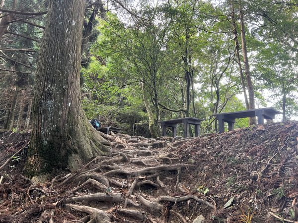 加里山 大坪登山口 杜鵑嶺 加里山P形1900984