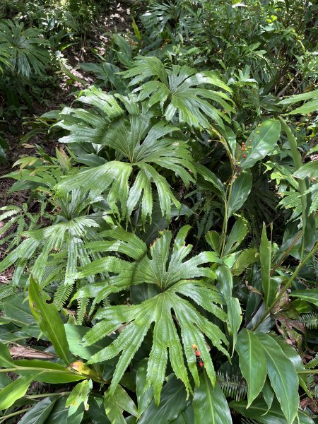 [微笑山線_第九段] 2025_0914 二格山系_皇帝殿東峰2889481