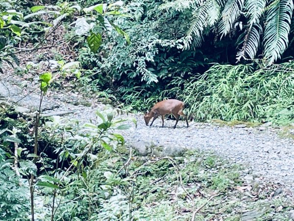 20260727 宜蘭福山植物園3111139