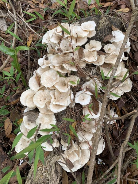 20250403高雄頂荖濃山2757159