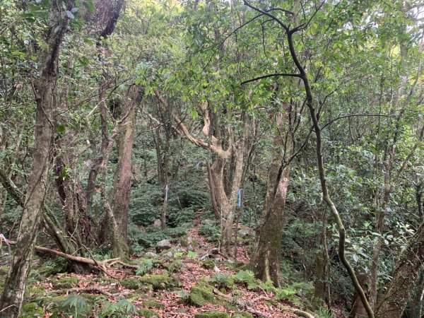 叢雲山、窖寮山、橋板湖山、梗枋山（龜山車站O型）2757830