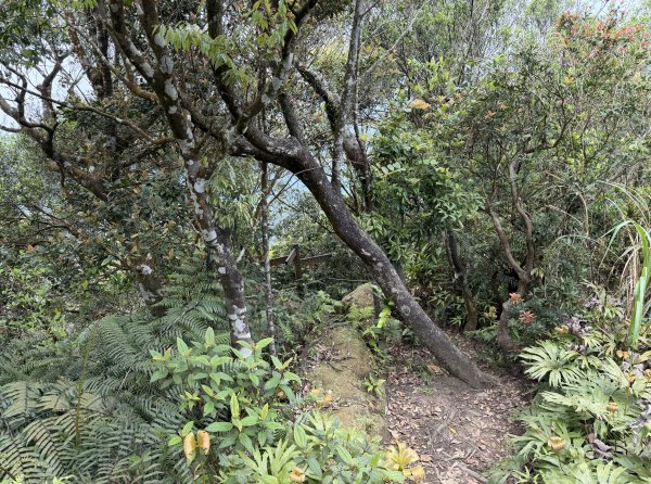 [微笑山線_第八段] 2026_0411 二格山系_筆架山南峰3035185