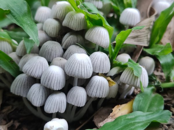 #64小百岳崁頭山、獅額山2528576