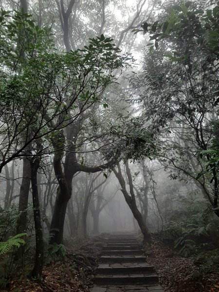 古道探訪｜七星山主東峰苗圃線1567607