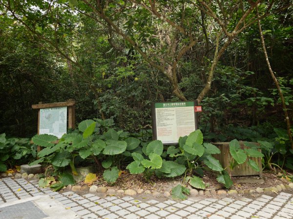 [淡蘭古道] 2026_0523 南路第一段_富陽自然生態步道3069293