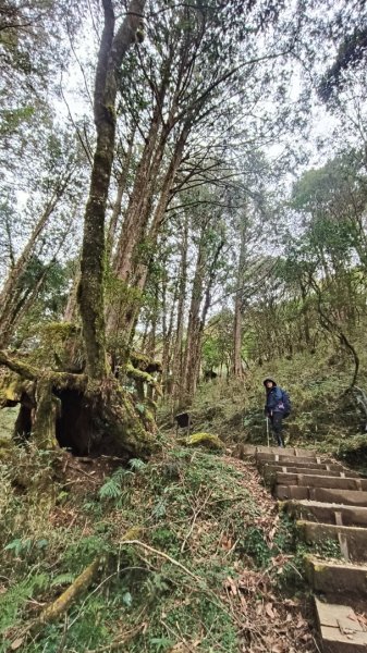 神阿縱走~台灣難抵極~大塔山2971485