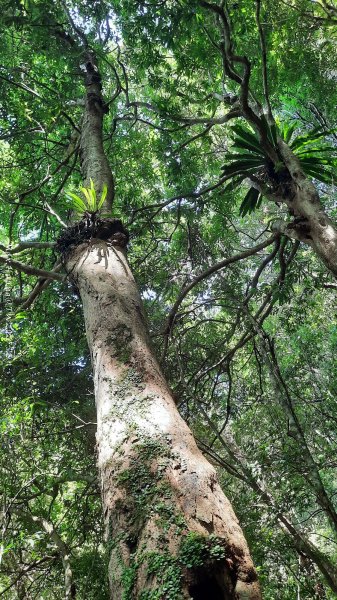 《新竹》遺世古堡｜尖石李崠山登山步道202507182841016