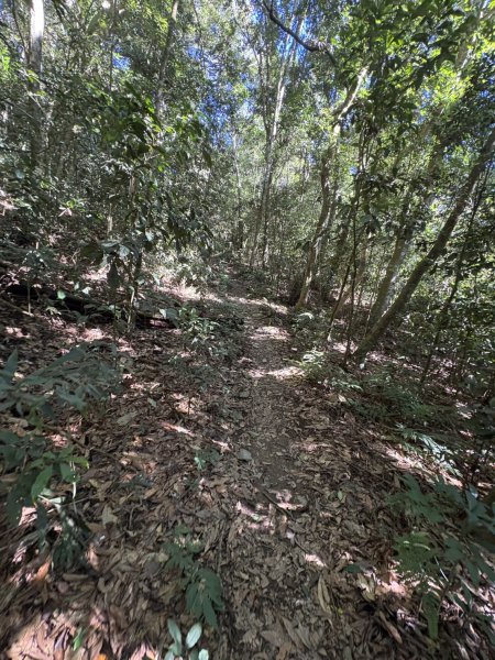 20251116鳴海山、網子山登山步道2938369