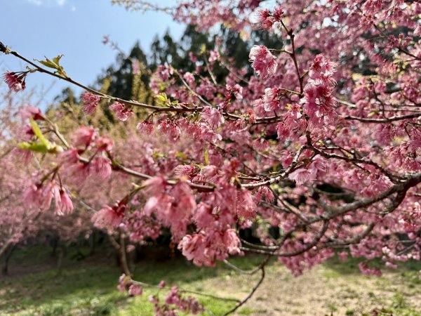 福壽山千櫻園2729950