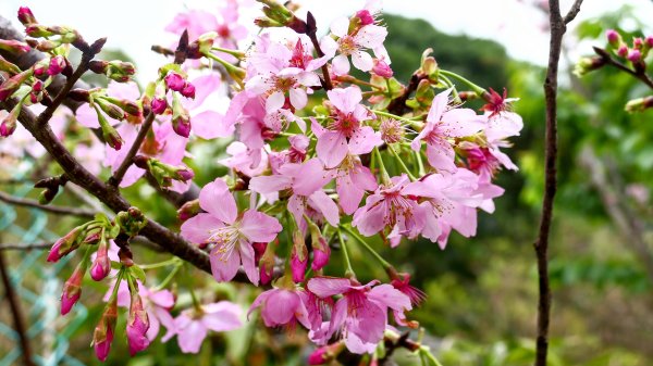 《西江月。竹子湖春》2721790