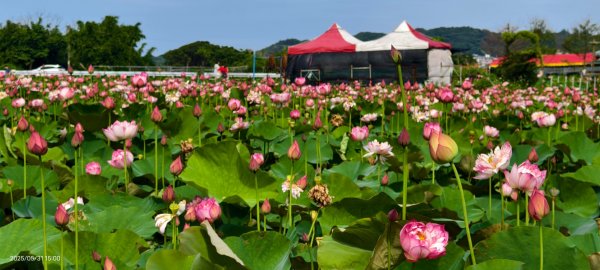 金山清水濕地 5/31 #牡丹蓮 #香水蓮2799988