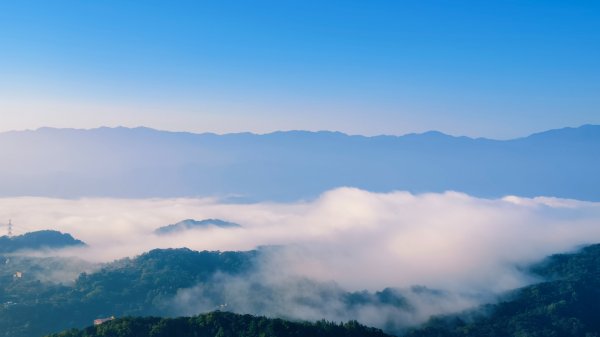 雲山水花鳥蝶-天龍國阿伯的日常 #艷紅鹿子百合 #大鳳蝶 #玉帶鳳蝶2863906