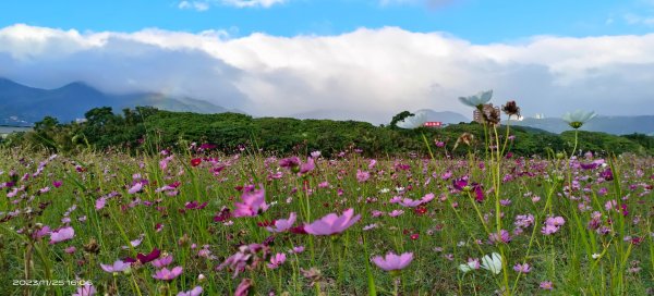 關渡花田，花好月圓2359228