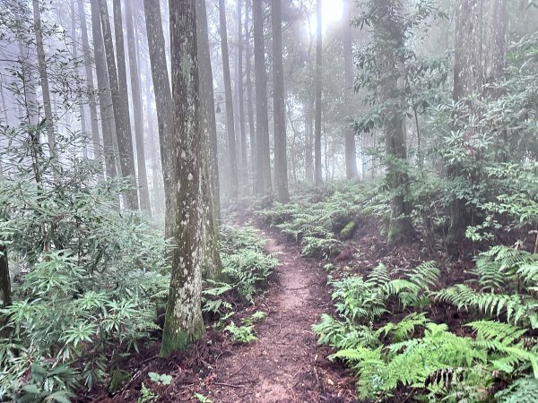 絕美柳杉林民都有山涼爽舒適2604528