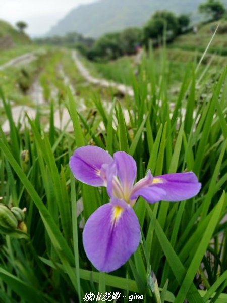 【新北石門】全台唯一火山岩石砌梯田。 嵩山百年梯田阡陌步道2823952