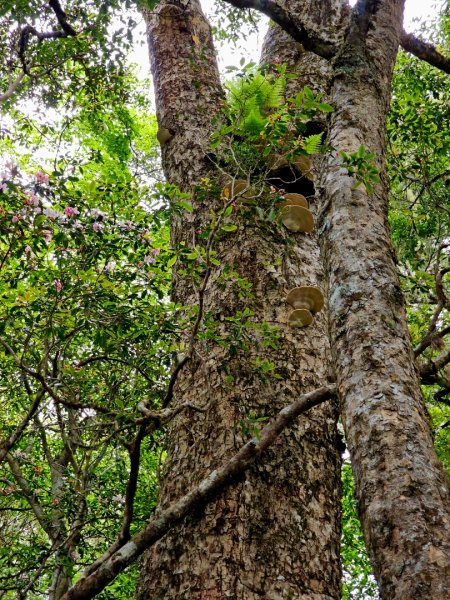 卡拉寶山-小百岳#86-花蓮縣秀林鄉2796172