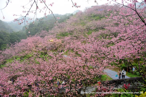 深山裏的粉紅雲霧 ! 好夢幻 ! 2023 D0127 三峽大熊櫻花林