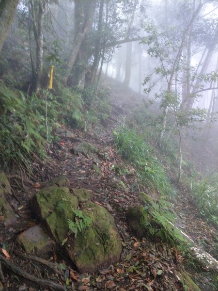 天氣多變大霧瀰漫的溪頭鳳凰山步道(小百岳#53)1494935