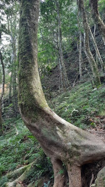 《新竹》斷崖神木｜北得拉曼步道小P繞202510172917508
