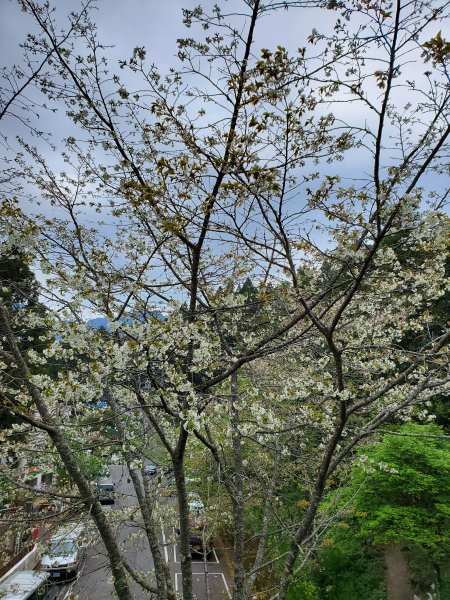 阿里山大塔山899516