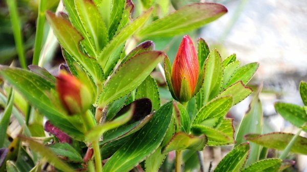合歡山群峰（南峰、石門山、尖山、東峰）2626821