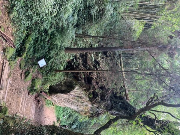 奮起湖大棟山1547910