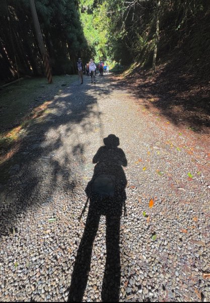 觀霧-榛山步道2926326