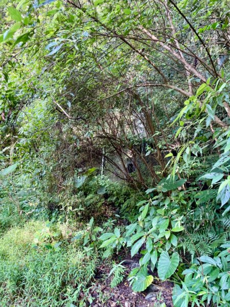 烏來阿玉溪山/西坑林道/探勘派出護管所彈藥庫遺址至獅坑橋2581994