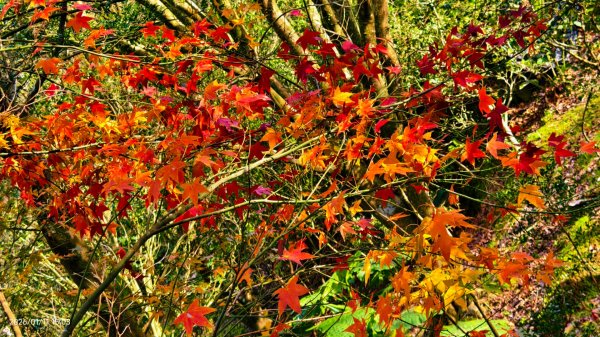 #花卉試驗中心 #永公路500巷 #平菁街42巷 #原住民公園 #士林官邸 1/42980381